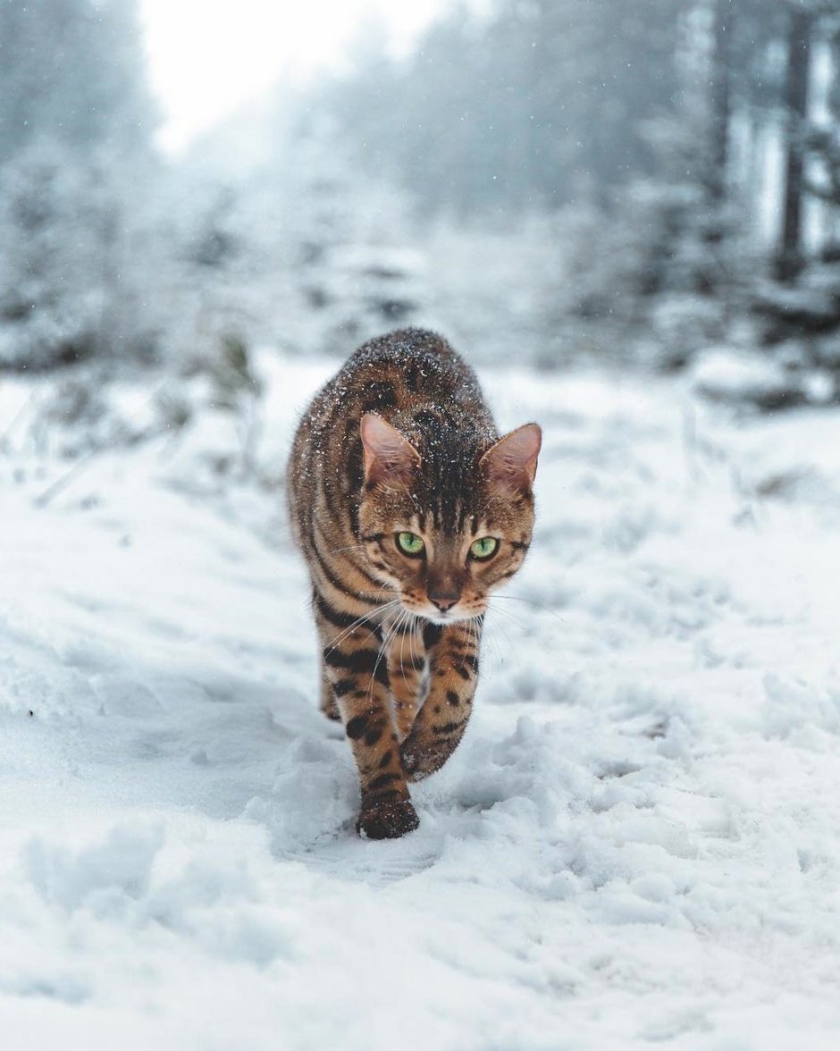 Тойгер снежный Линкс