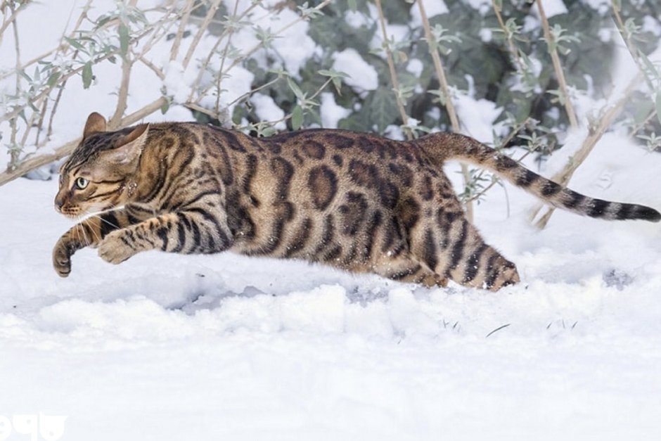 Бенгальская кошка