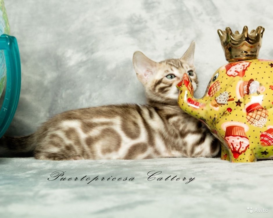 Снежная Бенгальская кошка