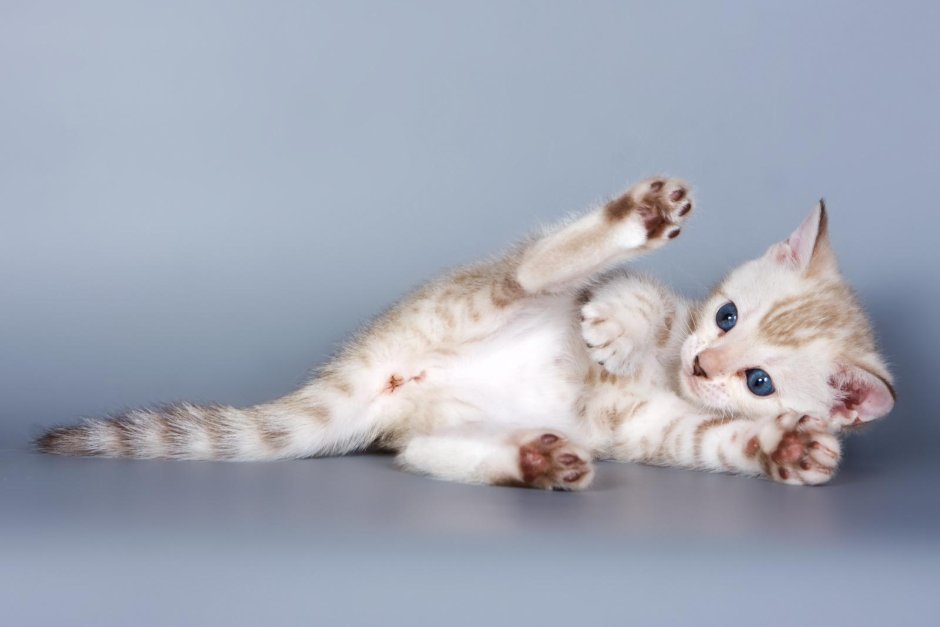 Белый бенгальский котенок