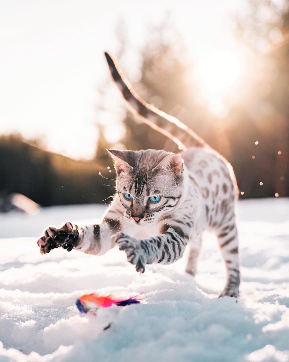 Снежный бенгальский котенок