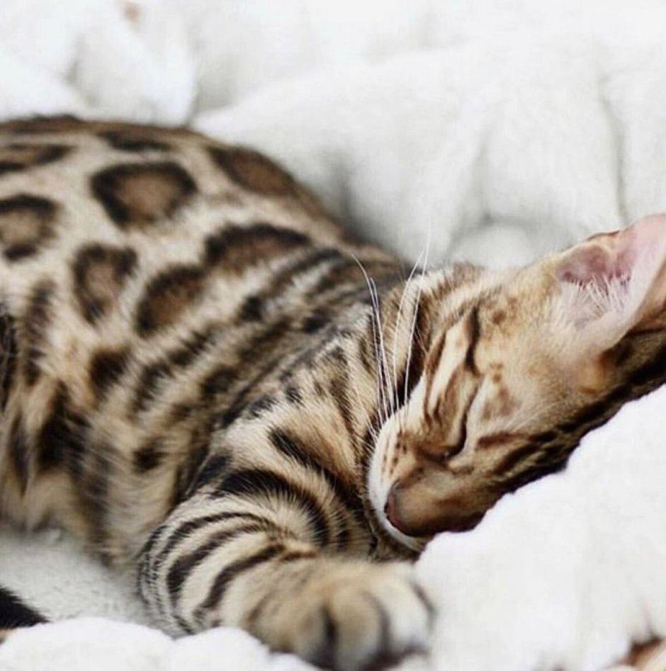 Бенгальская кошка белая