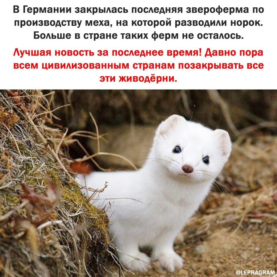 Факты о ласке