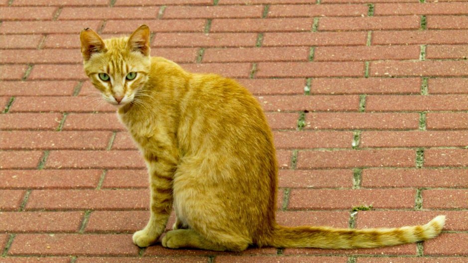 Ницца кошка