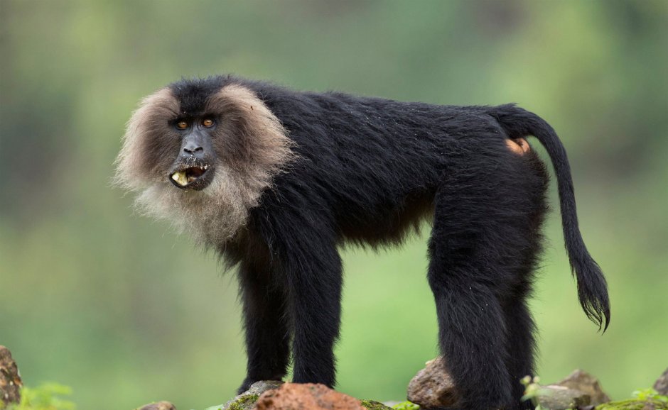 Macaca Silenus