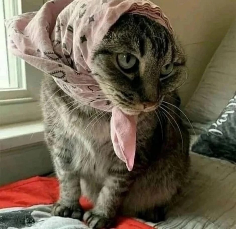 Платок с кошками