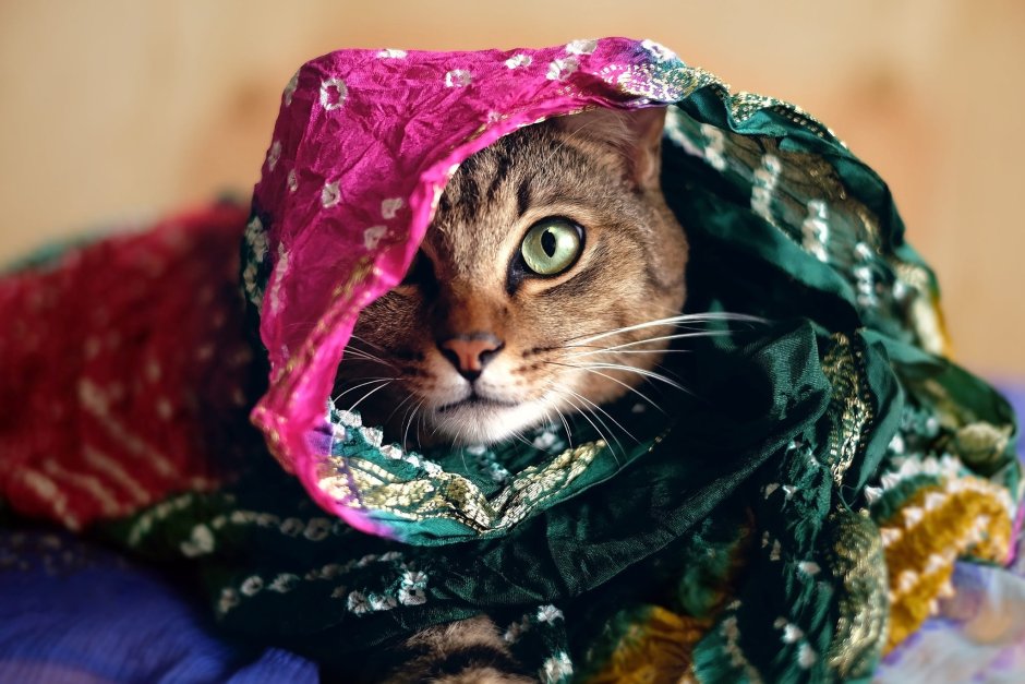 Кот в платке