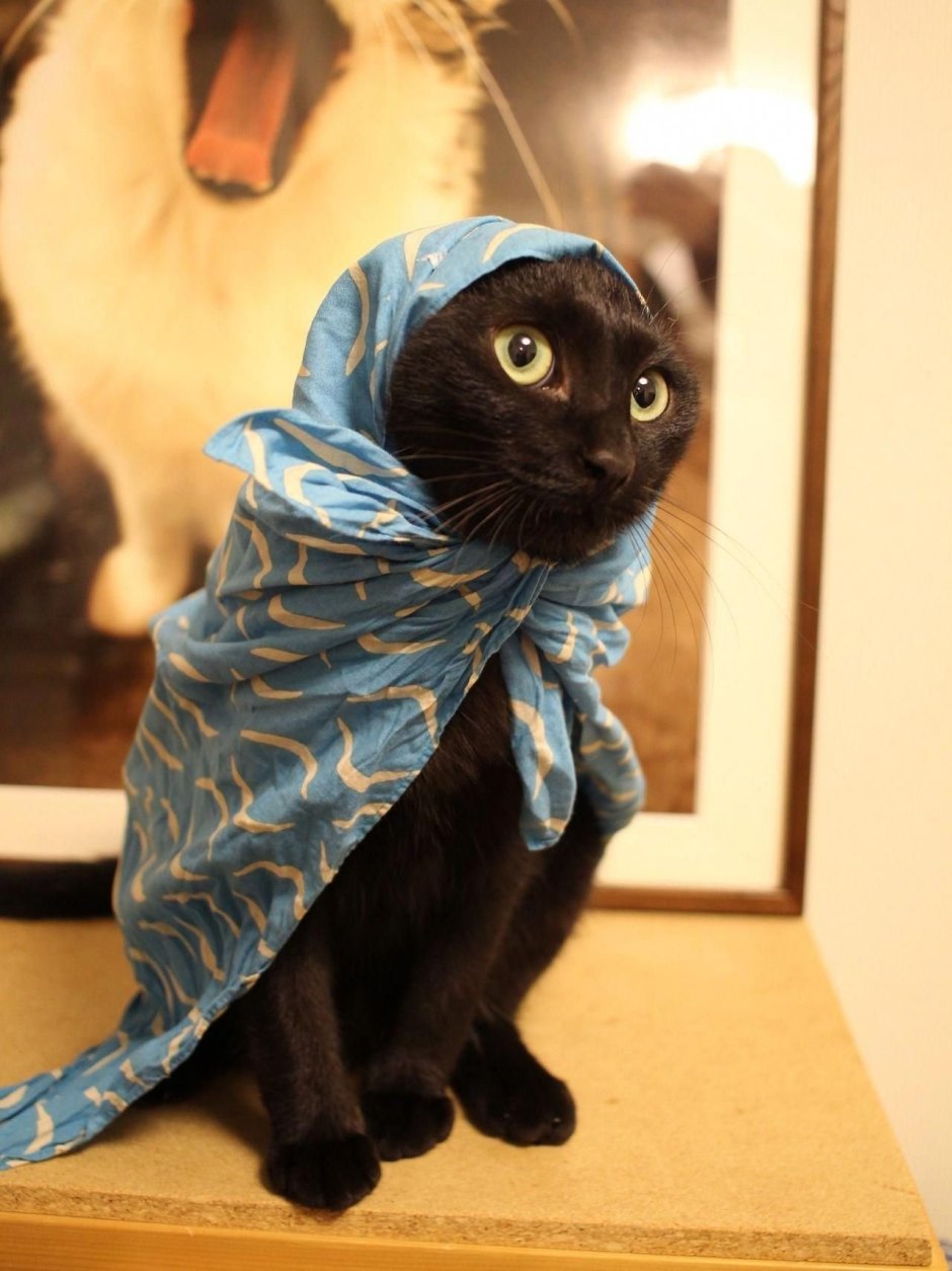 Кошка в платочке