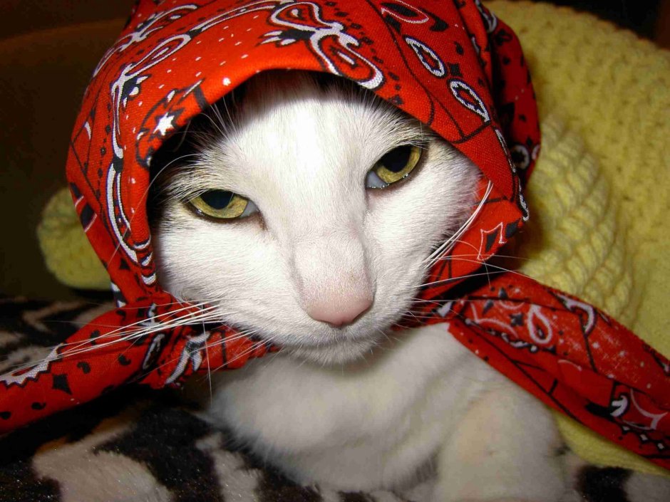 Кот в платке