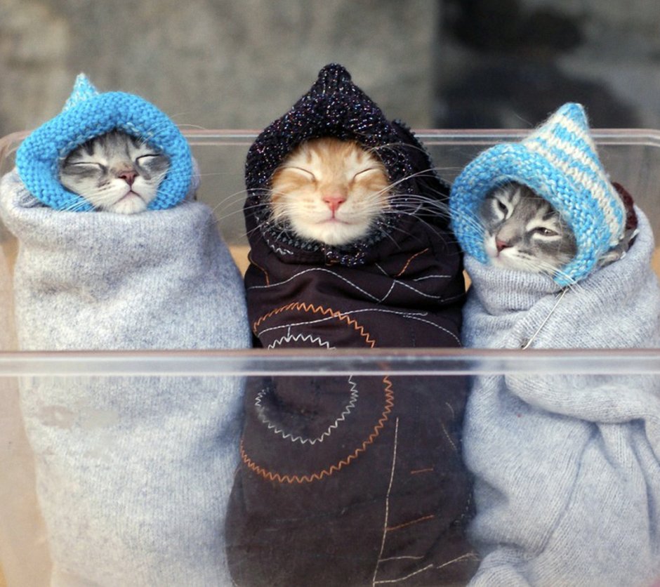Кот в пеленке