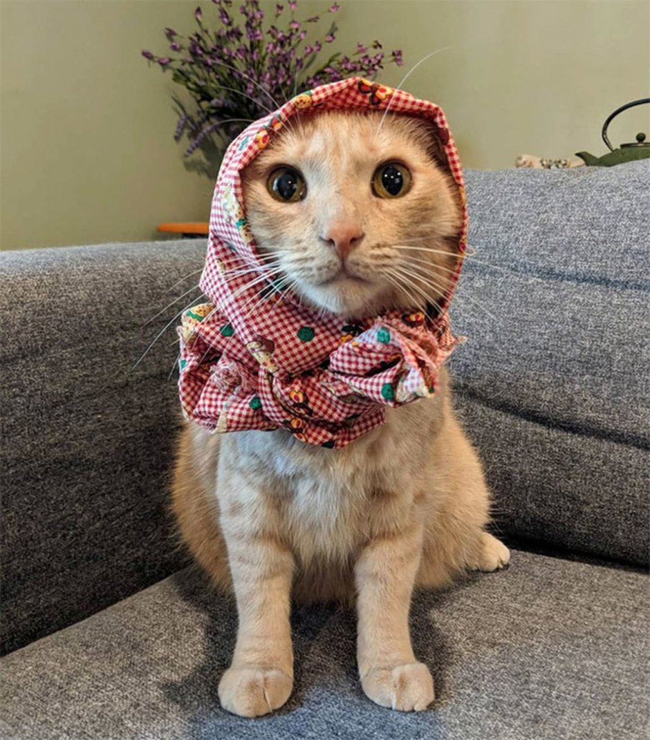 Кот в платке
