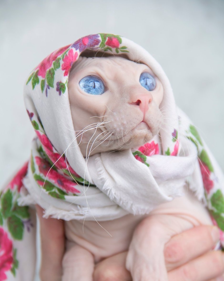 Кот в платке