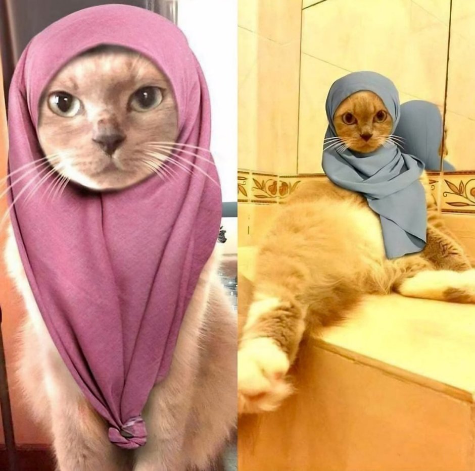 Кошка в парандже