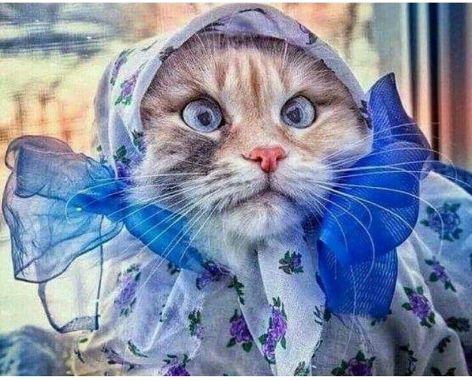 Кот в платке