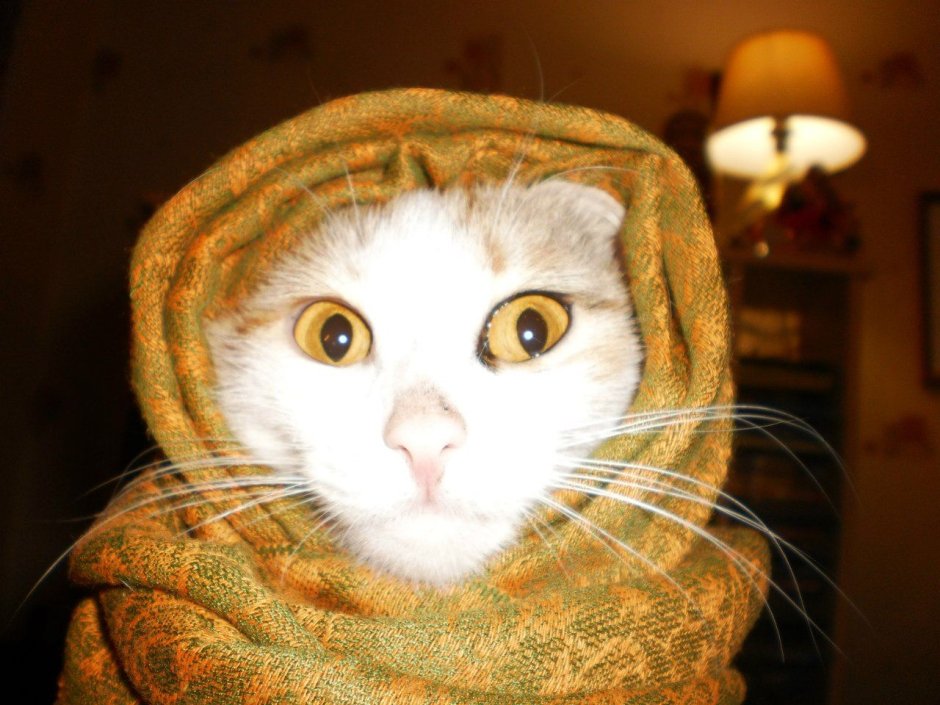 Котик в платочке