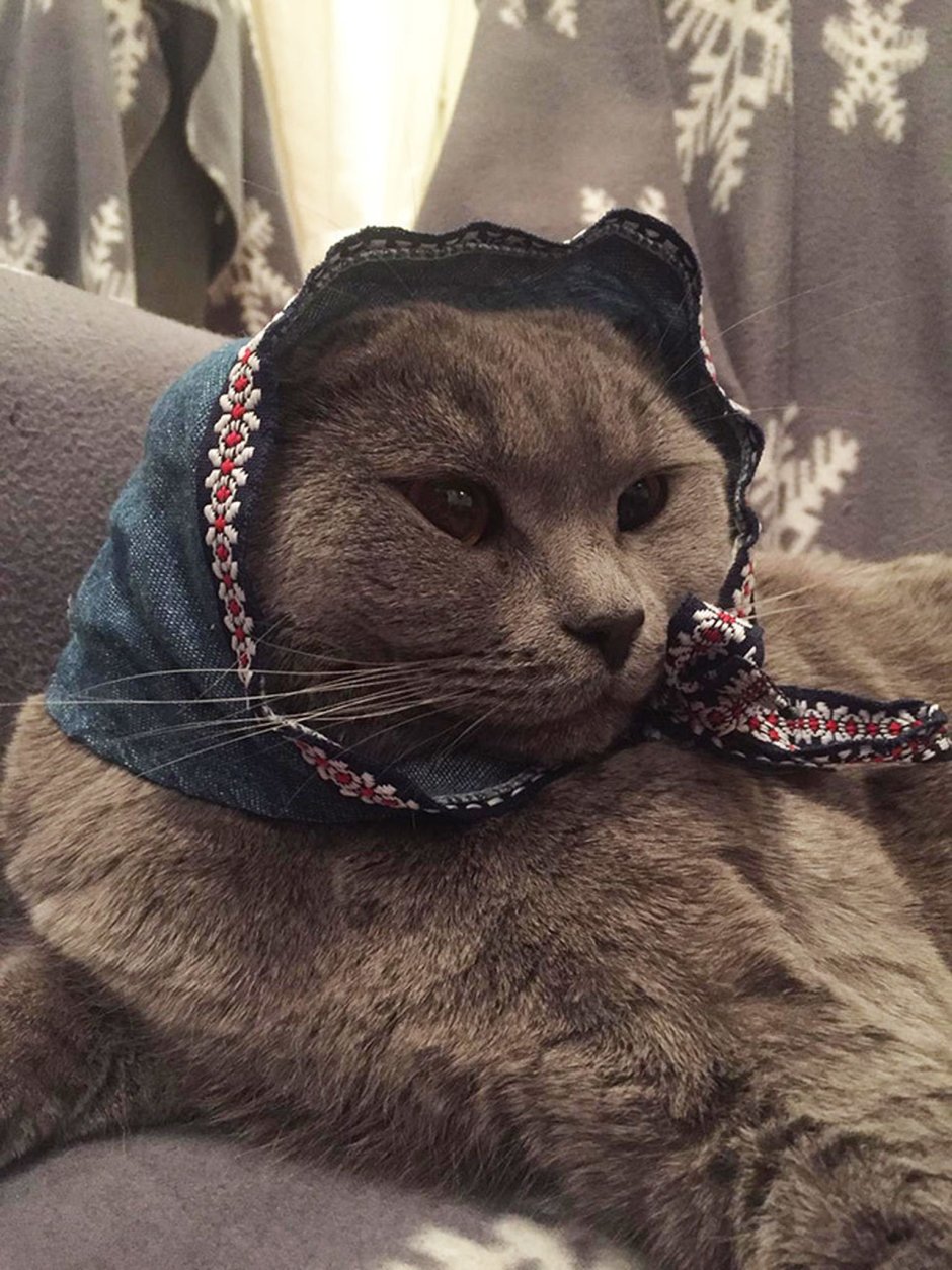 Котик в платочке