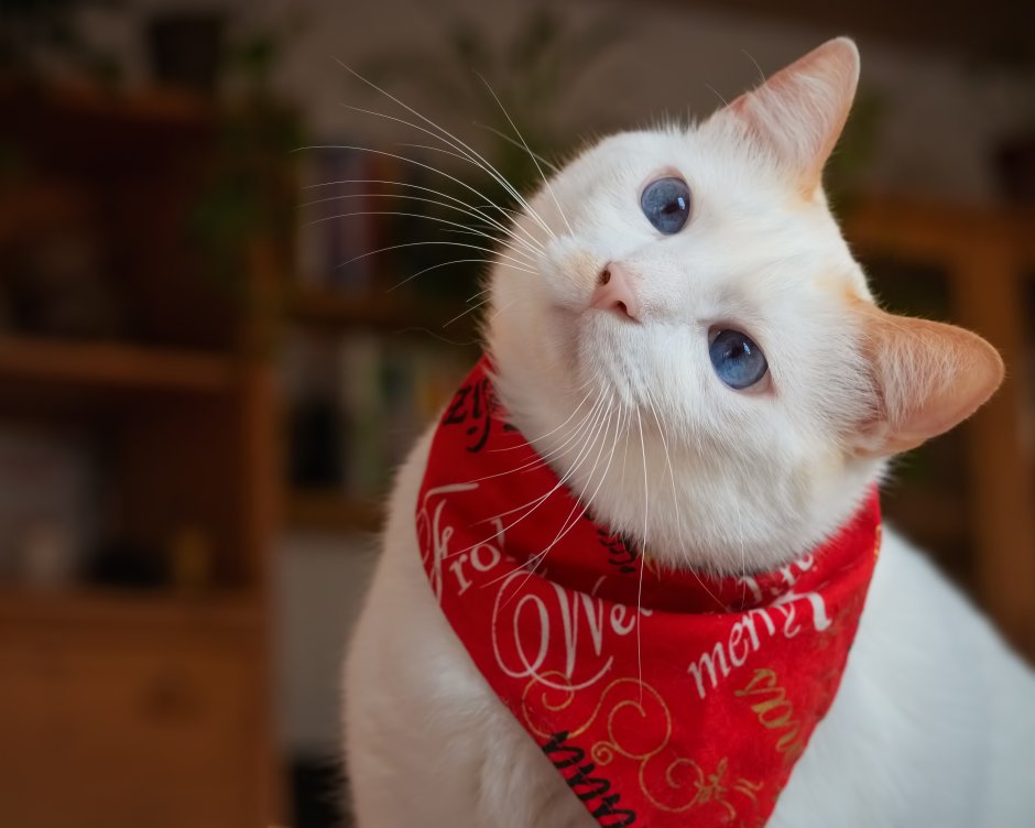 Котик в красной бандане