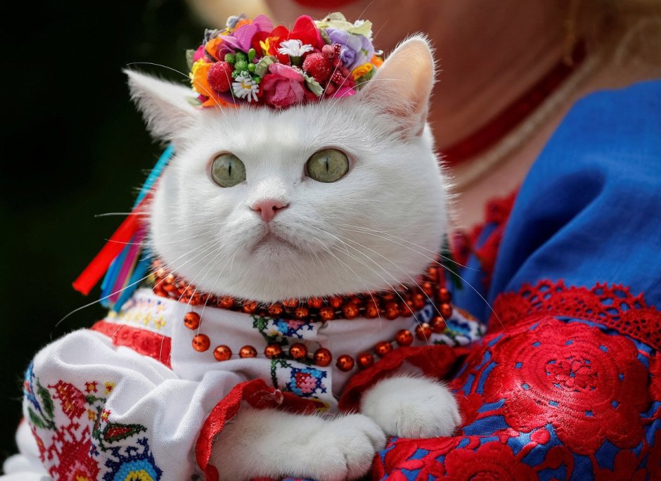Кошка в национальном костюме