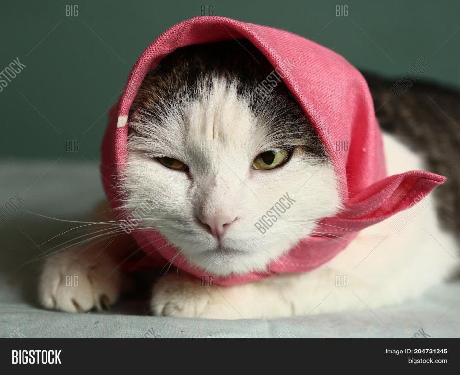 Кот в платке