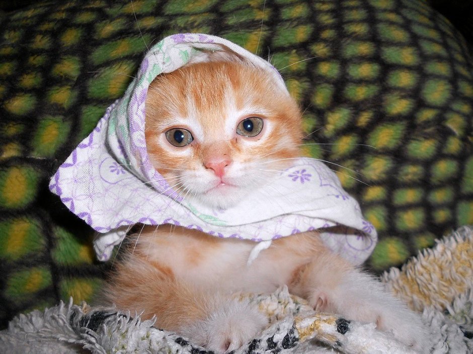 Платок с кошками