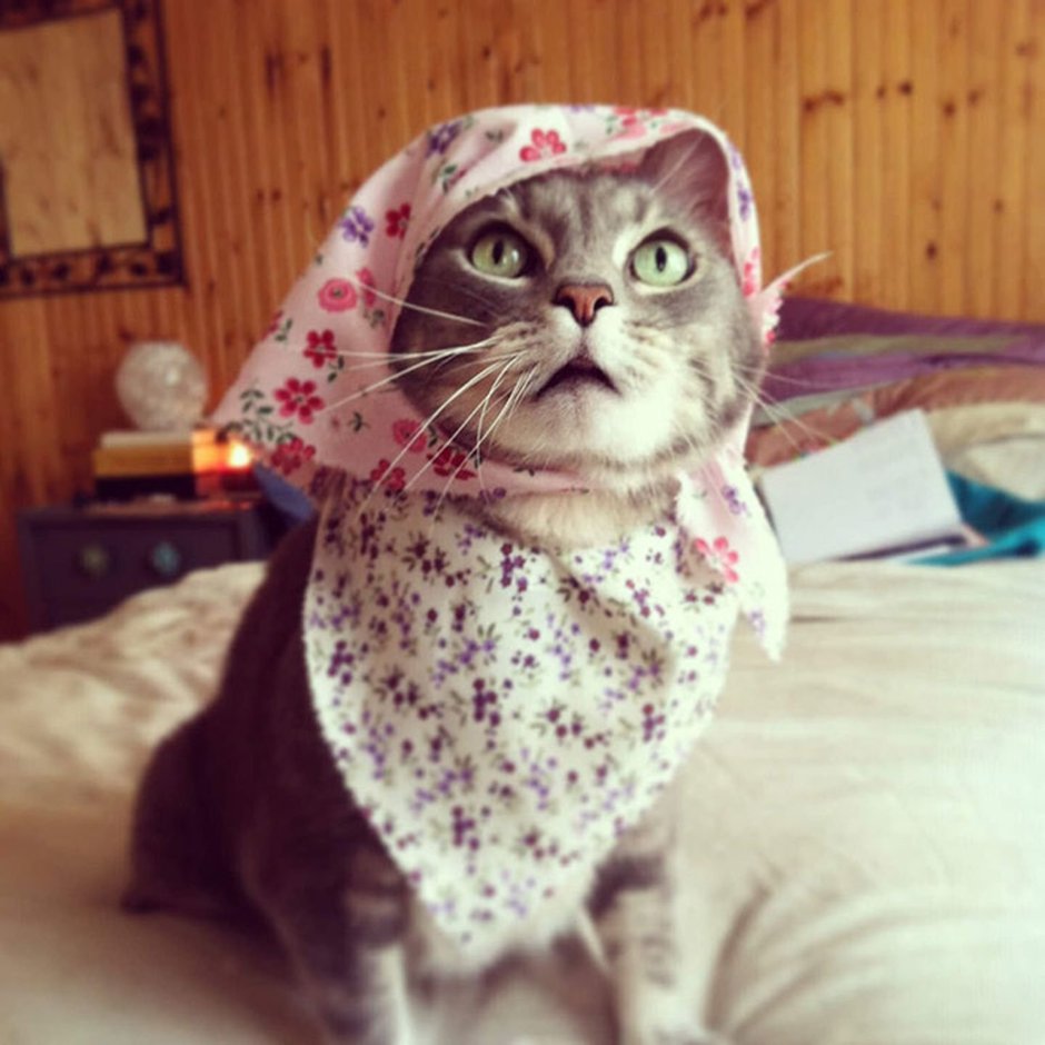 Кошка в платочке
