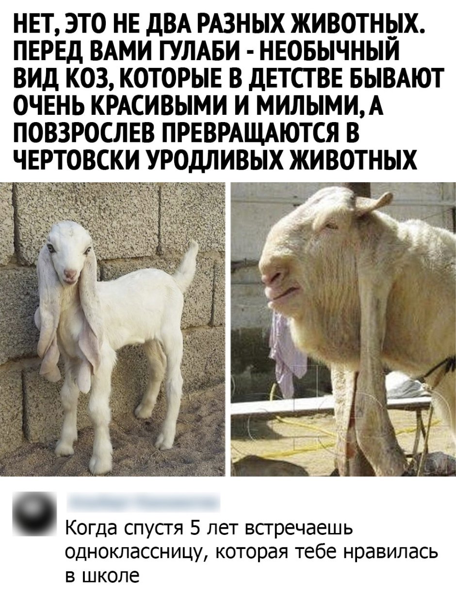 Старость у коз