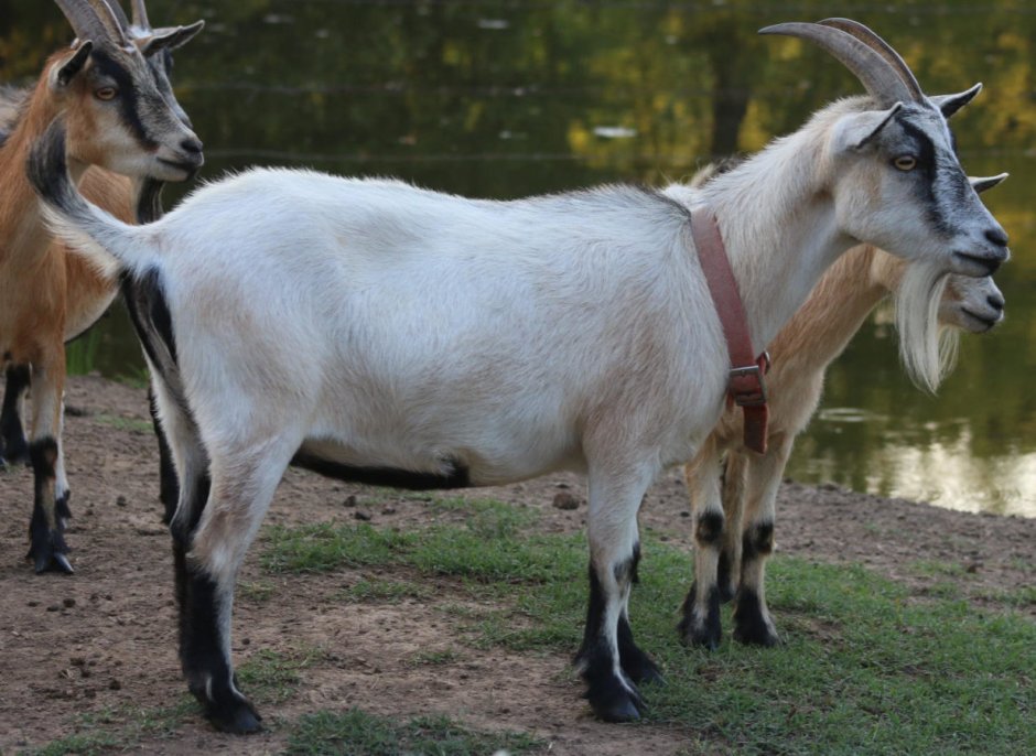 Alpine Goat