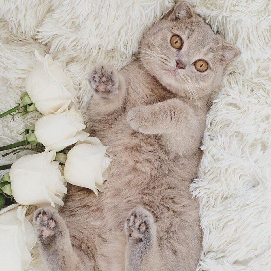 Кот с букетом