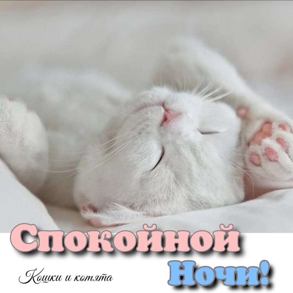 Белая кошка спит