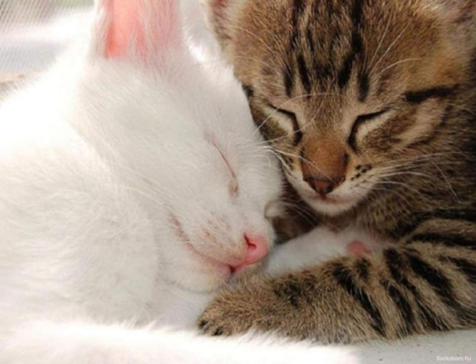 Нежные котята