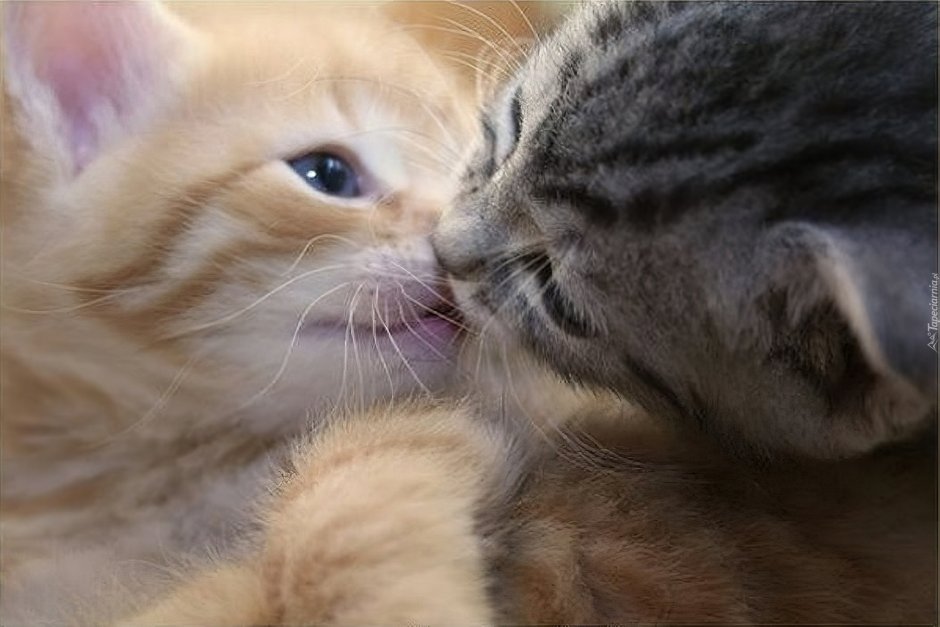 Лапки котят