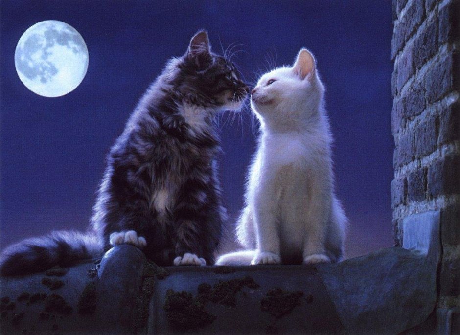 Котики любовь