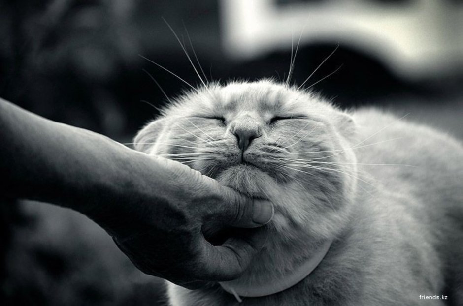 Кот мурчит