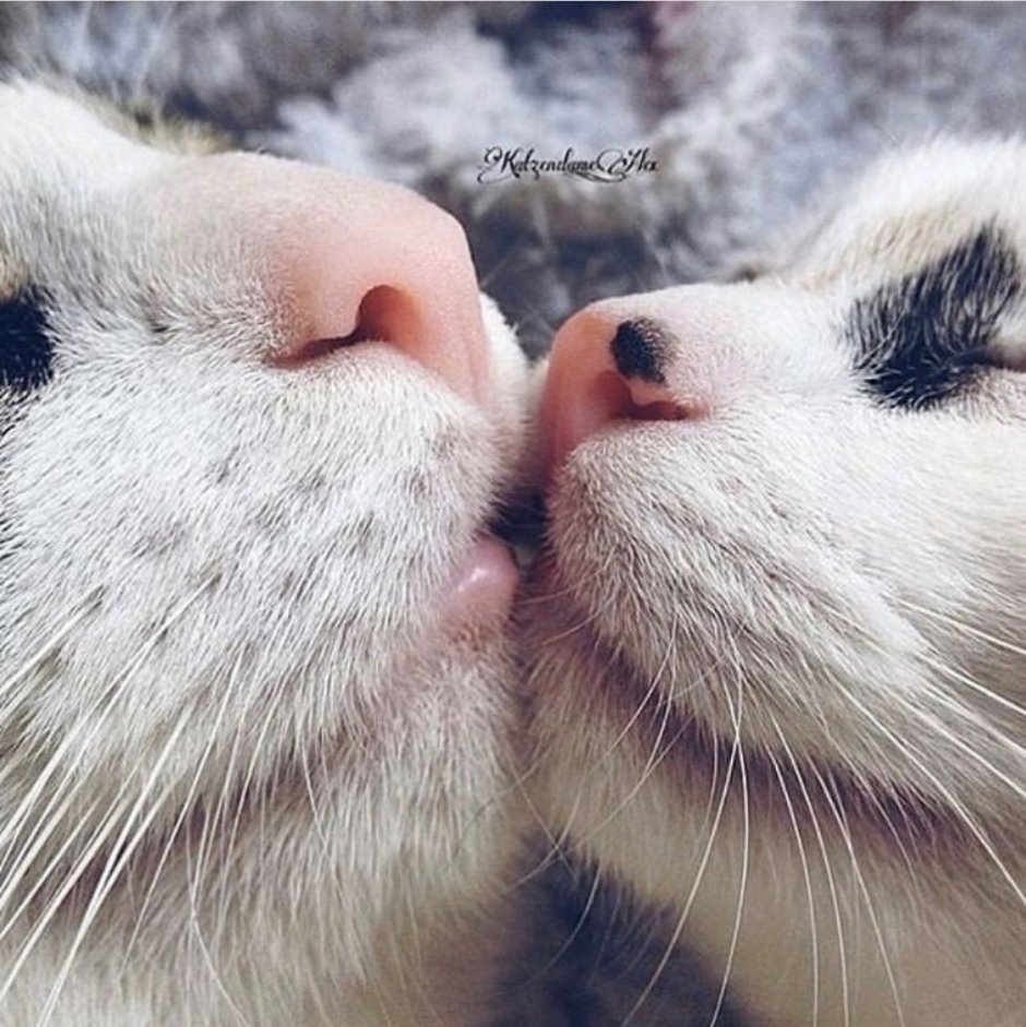 Котики целуются