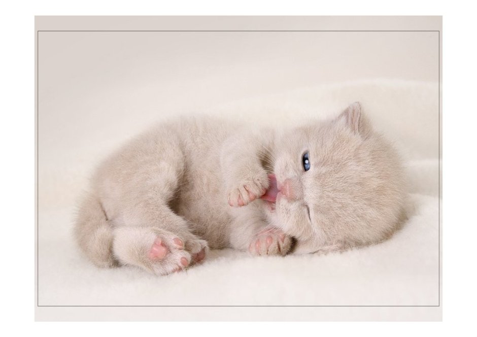 Маленький нежный котёнок