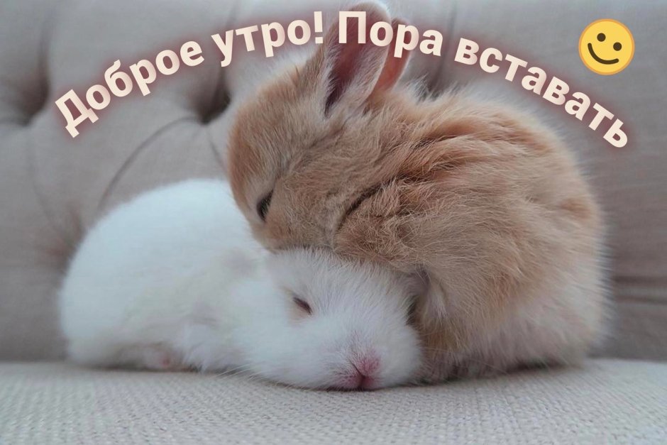 Милый кролик