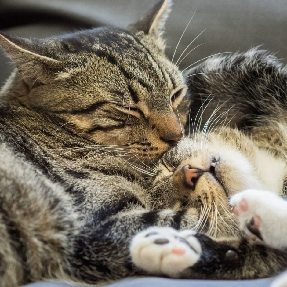 Кошки любовь