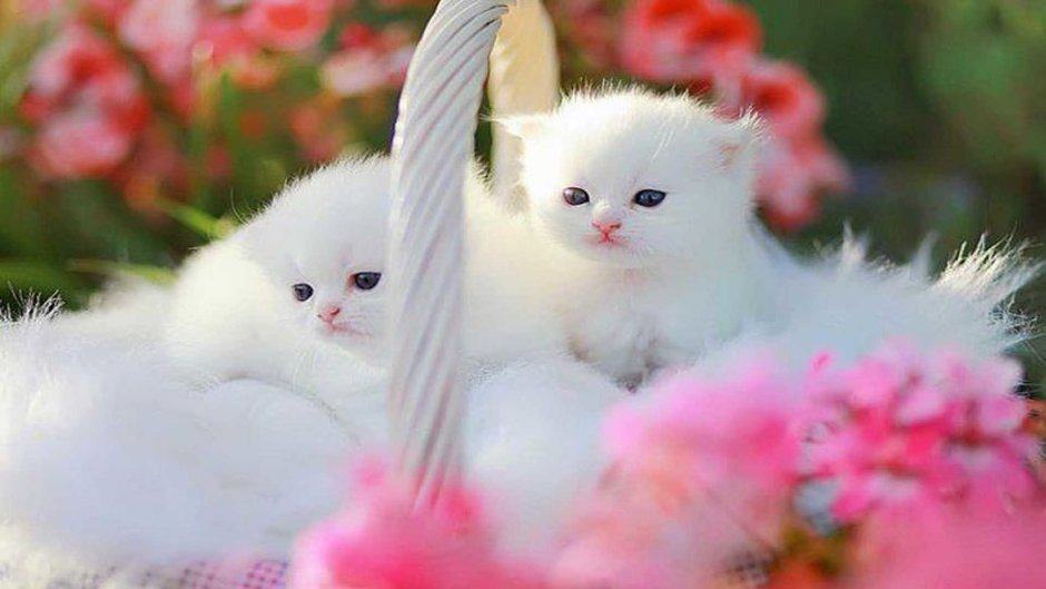 Кошки маленькие пушистые