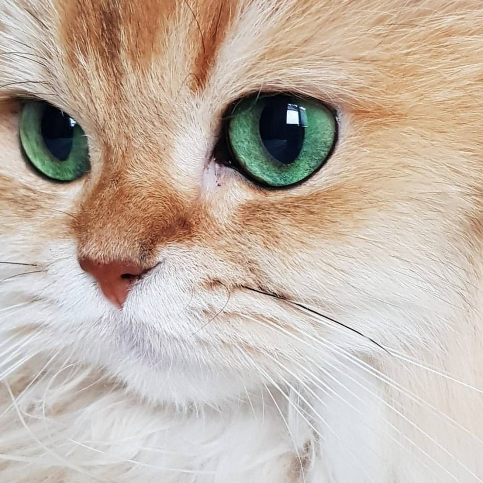 Кошка с изумрудными глазами