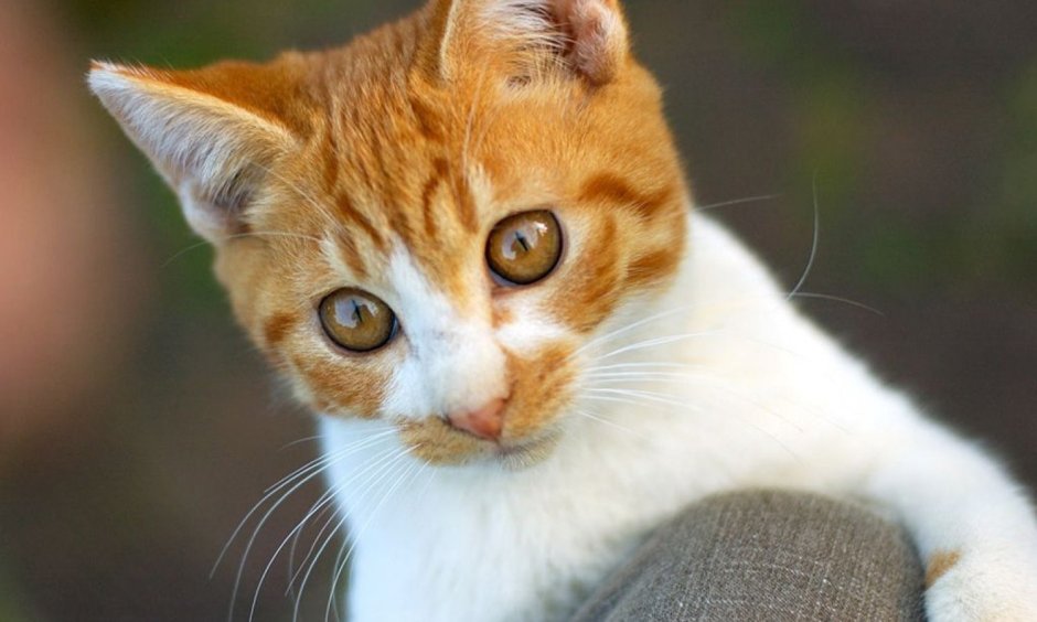 Эгейская кошка рыжая