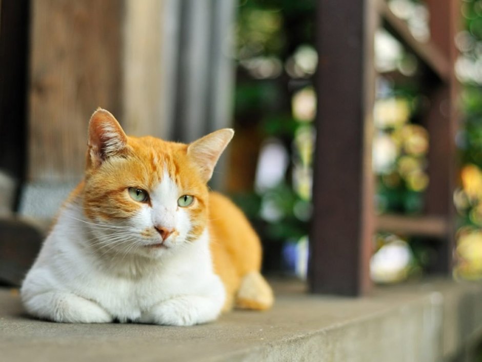 Кошка оранжевая белая