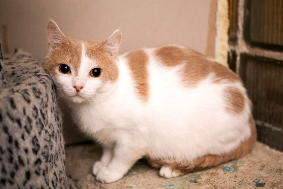 Рыжий кот с белой спиной