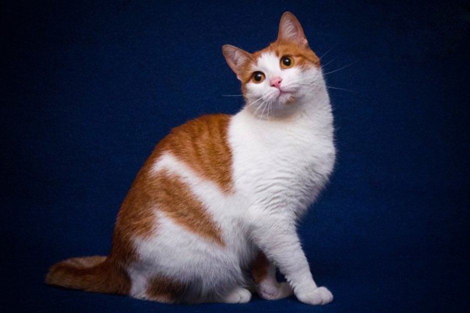 Белый кот с рыжими пятнами
