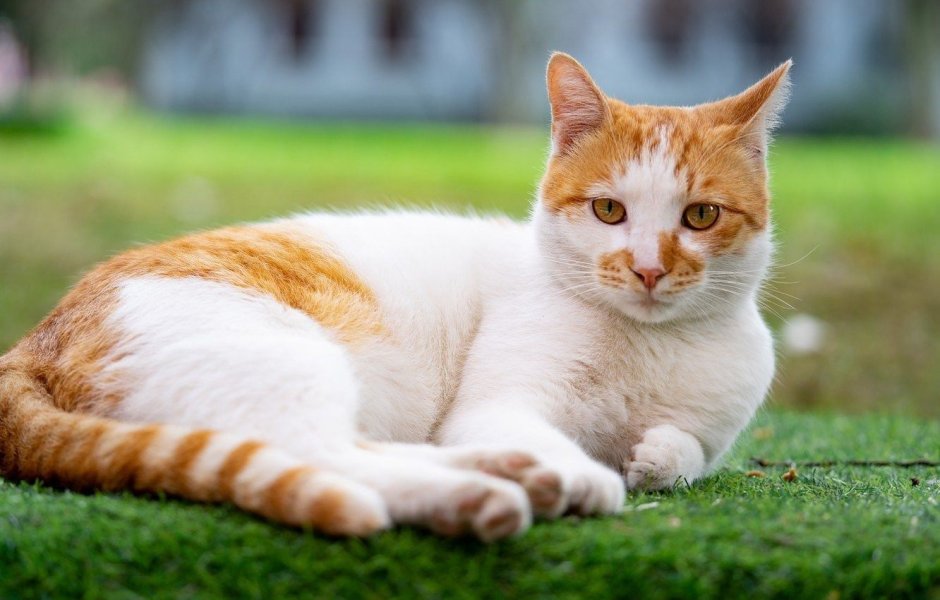 Рыже белый кот