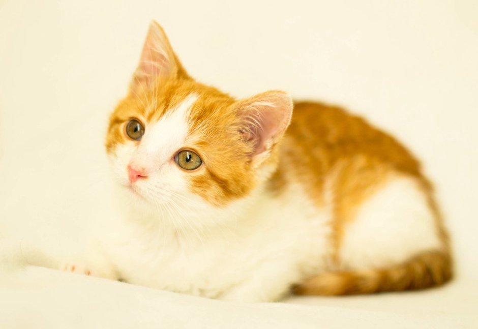 Котенок белый с рыжими пятнами