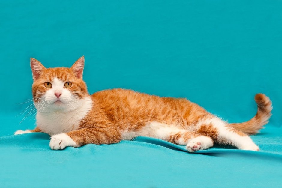 Кошка рыжая с белым