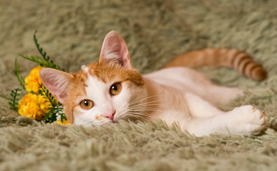 Ласковый рыжий котик