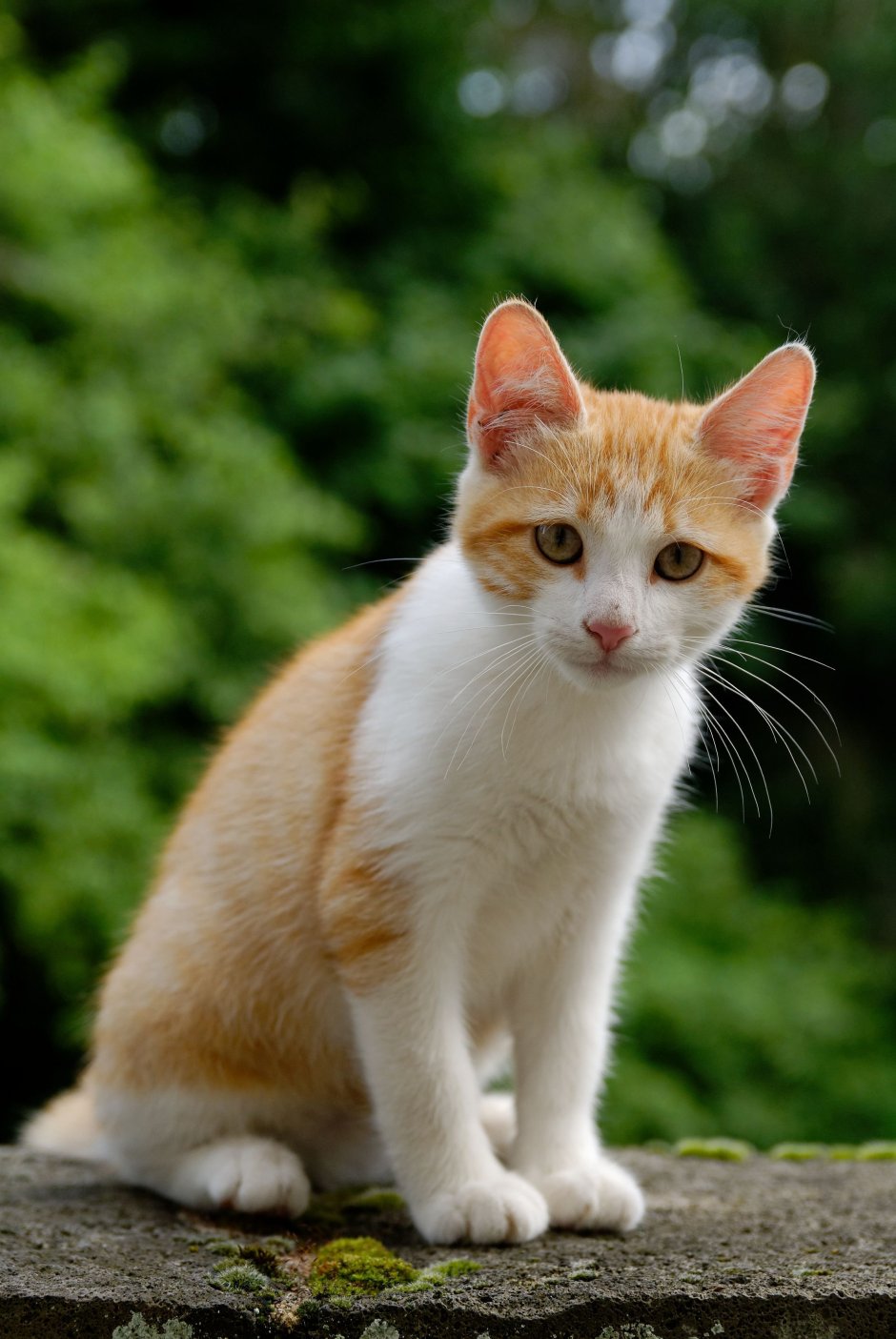 Рыже белый котенок