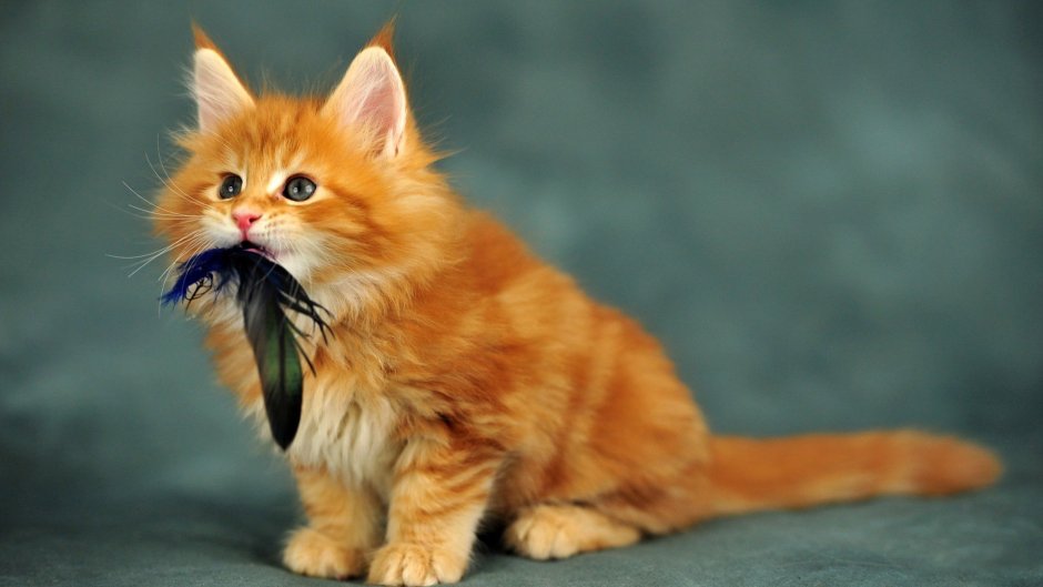 Рыжий кот Мейн кун