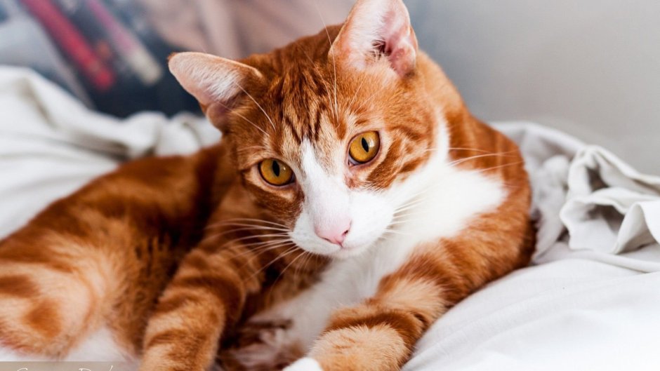 Рыжий гладкошерстный полосатый кот порода